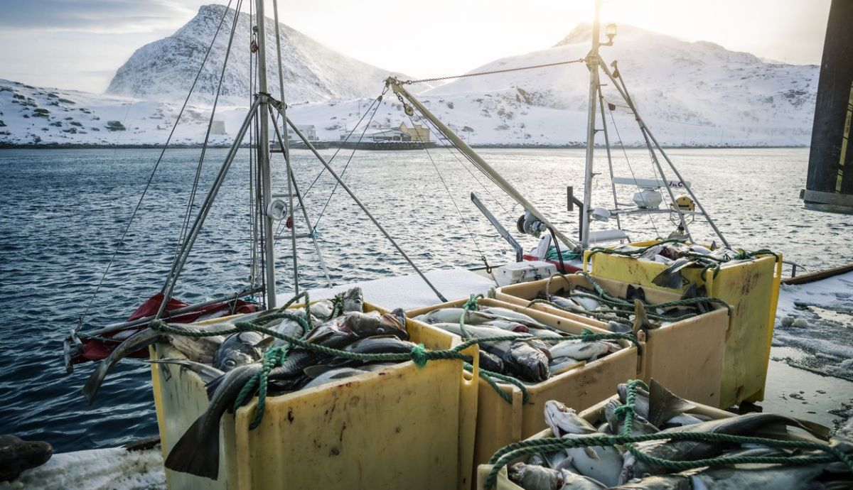 Abril es el mes del bacalao skrei de Noruega