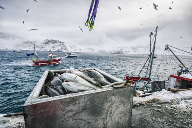 bacalao skrei españa