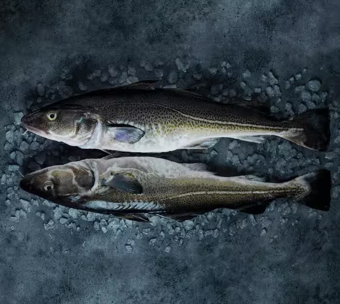 Bacalao de Noruega