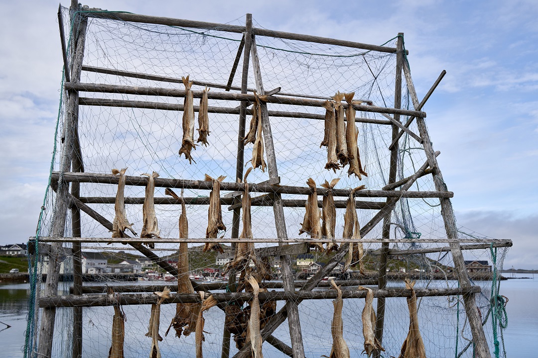 método secado bacalao Noruega